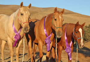 Region 5 Trail Trials Horses Astro, Dutch Boy, and Sunny - Winners All!